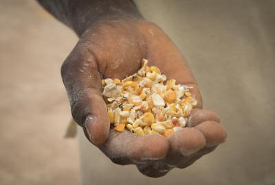 Hand filled with corn 