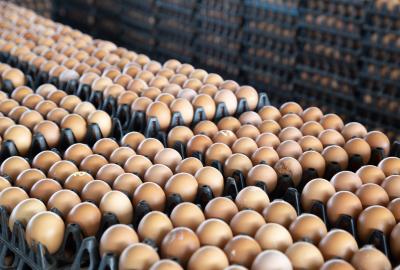 Dozens of eggs in open cartons