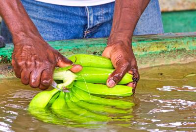 Man cutting a bunch of bananas 