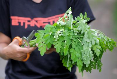 photo of man cutting moringa leaves