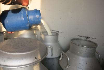 pouring fresh milk into large container