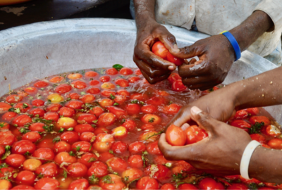 Washing tomatoes