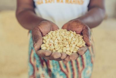 corn in women's hands