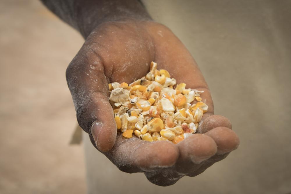 Hand filled with corn 