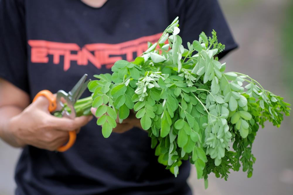 photo of man cutting moringa leaves