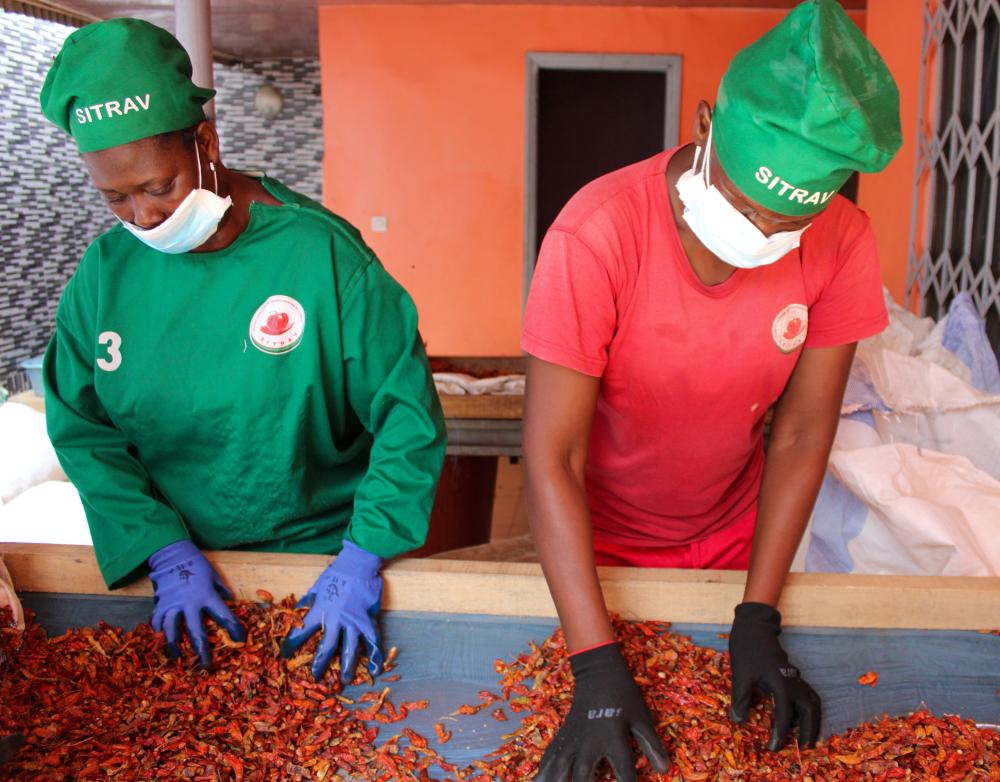 Two women sorting peppers