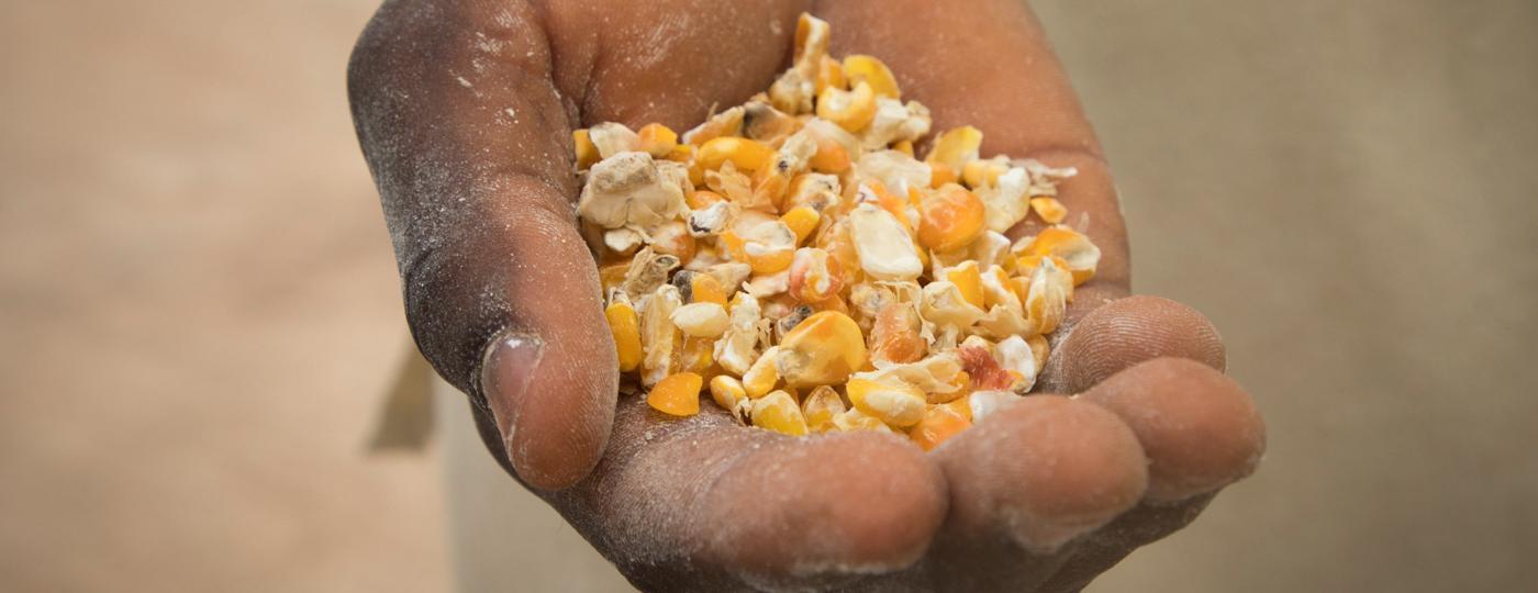 Maize in hand